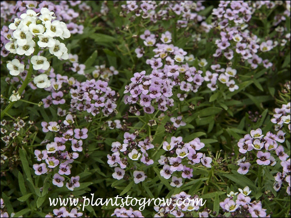 Sweet Alyssum Easter Bonnet Violet (early May)
